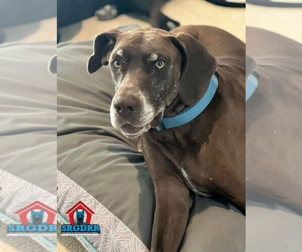 Medium Photo #4 Great Dane Puppy For Sale in Bullard, TX, USA