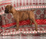 Small Photo #30 Boxer Puppy For Sale in CHILHOWEE, MO, USA
