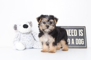 Yorkshire Terrier Puppy for sale in NAPLES, FL, USA