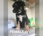 Small Photo #3 Wolf Hybrid Puppy For Sale in ELEPHANT BTTE, NM, USA