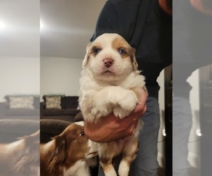 Miniature American Shepherd Puppy for sale in STEELEVILLE, IL, USA