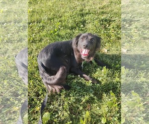 Spaniel-Unknown Mix Dogs for adoption in St. Louis Park, MN, USA