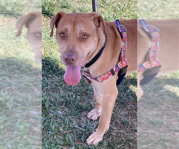 Medium Photo #1 American Pit Bull Terrier-Unknown Mix Puppy For Sale in Louisville, KY, USA