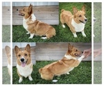 Small Photo #1 Shorgi Puppy For Sale in FAIRBANK, IA, USA