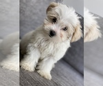 Small Photo #4 Morkie Puppy For Sale in ATL, GA, USA