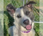 Small #6 American Staffordshire Terrier-Border Collie Mix