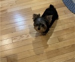 Small #1 Yorkshire Terrier