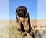 Small #3 German Shepherd Dog