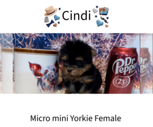 Yorkshire Terrier Puppy for Sale in AZLE, Texas USA