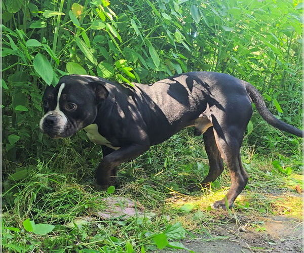 Medium Photo #3 American Pit Bull Terrier Puppy For Sale in Stanhope, NJ, USA