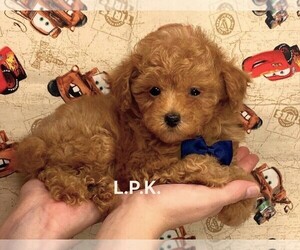 Poodle (Toy) Puppy for sale in WINNSBORO, LA, USA