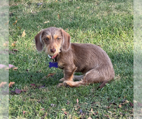 Medium Photo #4 Dachshund Puppy For Sale in Sioux Falls, SD, USA
