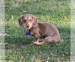 Small #3 Dachshund