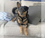 Small #4 Labrador Retriever Mix