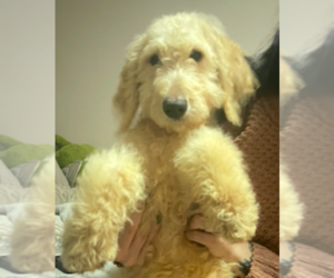 Goldendoodle Puppy for sale in LAKELAND, FL, USA