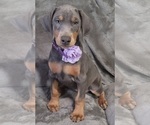 Small Photo #11 Doberman Pinscher Puppy For Sale in POMEROY, OH, USA