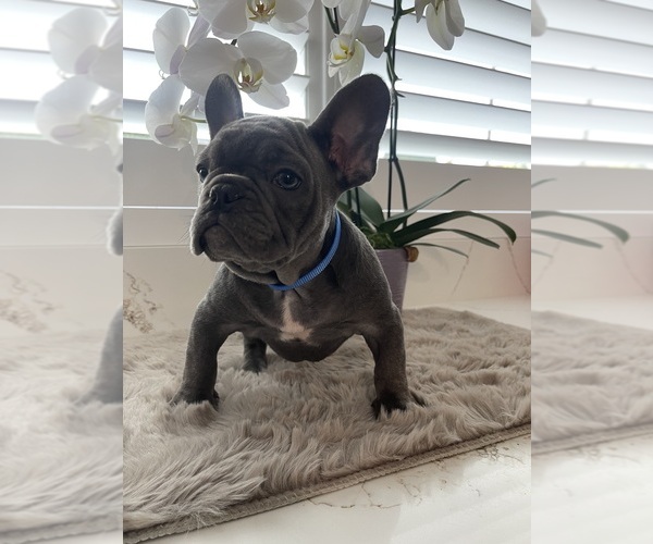 Medium Photo #1 French Bulldog Puppy For Sale in RIVERSIDE, CA, USA