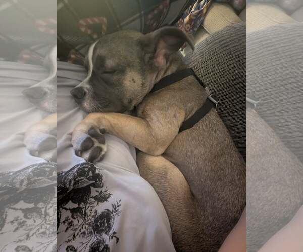 Medium Photo #2 American Pit Bull Terrier-Unknown Mix Puppy For Sale in Catasauqua, PA, USA