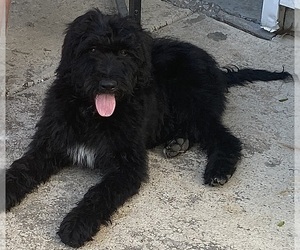 Goldendoodle Puppy for sale in TROY, MO, USA