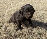 Small Photo #22 Boykin Spaniel-Goldendoodle Mix Puppy For Sale in MORGANTON, NC, USA
