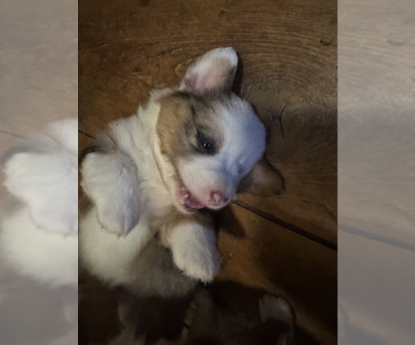 Medium Photo #3 Aussie-Corgi Puppy For Sale in ESPERANCE, NY, USA