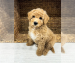 Puppy Pecan Bernedoodle (Miniature)
