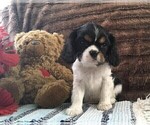 Small Photo #6 Cavalier King Charles Spaniel Puppy For Sale in CLARE, MI, USA