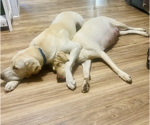 Mother of the Labrador Retriever puppies born on 11/06/2025