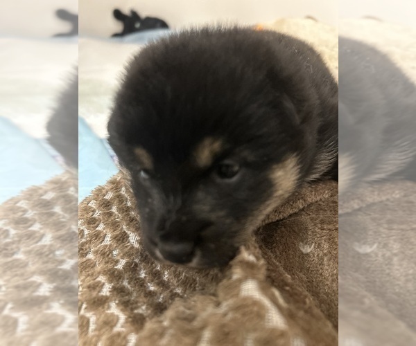 Medium Photo #6 Shiba Inu Puppy For Sale in ELIZABETH CITY, NC, USA