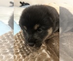 Small Photo #6 Shiba Inu Puppy For Sale in ELIZABETH CITY, NC, USA