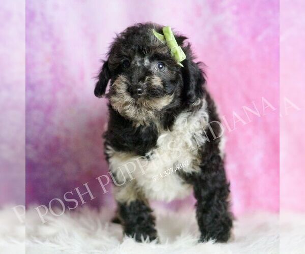 Medium Photo #5 Poodle (Toy) Puppy For Sale in WARSAW, IN, USA