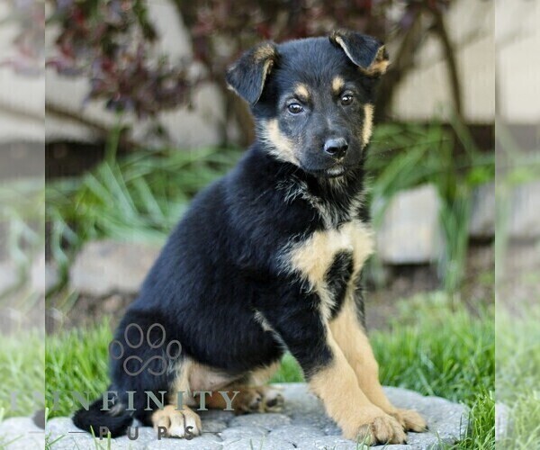 Medium Photo #2 Australian Shepherd-German Shepherd Dog Mix Puppy For Sale in BIRD IN HAND, PA, USA