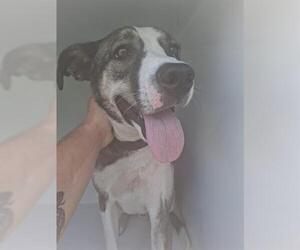 Bluetick Coonhound-Siberian Husky Mix Dogs for adoption in Houston, TX, USA