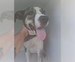 Small Bluetick Coonhound-Siberian Husky Mix