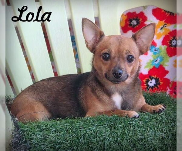 Medium Photo #1 Chiweenie Puppy For Sale in Tustin, CA, USA