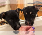 Small Photo #11 Shepradors Puppy For Sale in Princeton, MN, USA