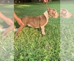 Small Photo #3 American Bully Puppy For Sale in NASHVILLE, TN, USA