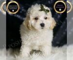 Puppy Liam Maltipoo (Miniature)