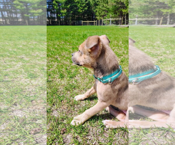 Medium Photo #2 Mutt Puppy For Sale in New London, WI, USA
