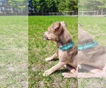 Small #1 Mutt