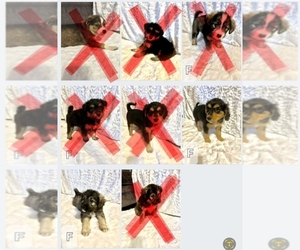 Australian Shepherd-Miniature Bernedoodle Mix Puppy for sale in DECATUR, IN, USA