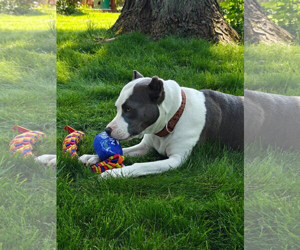 Medium Photo #6 American Pit Bull Terrier-Unknown Mix Puppy For Sale in Germantown, OH, USA