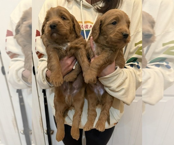 Medium Photo #4 Goldendoodle (Miniature) Puppy For Sale in HARTSVILLE, SC, USA