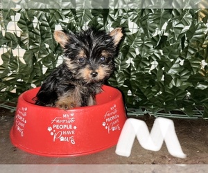 Yorkshire Terrier Puppy for sale in COLUMBIA, MD, USA