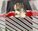 Small Photo #61 Pomsky-Shiba Inu Mix Puppy For Sale in NASHUA, NH, USA