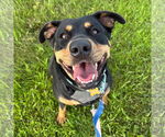 Small English Springer Spaniel-Rottweiler Mix