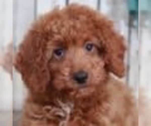 Medium Photo #2 Goldendoodle (Miniature) Puppy For Sale in MOUNT VERNON, OH, USA