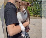 Small #3 Borador