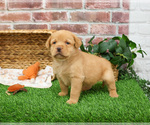 Small #23 Labrador Retriever