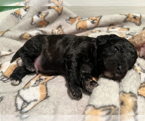 Cockapoo Puppy for sale in LOWELL, MA, USA